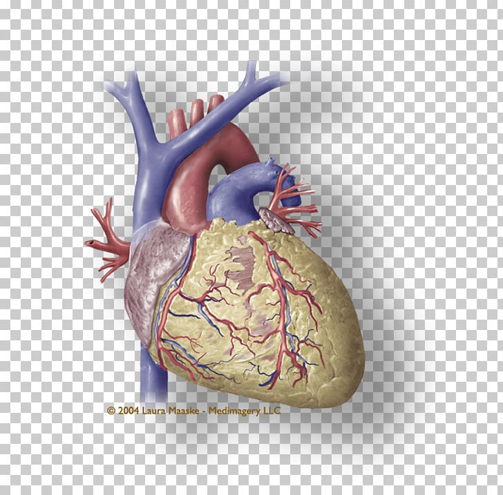 Heart Coronary Circulation Medical Illustration Cardiac Muscle Atrium PNG, Clipart, Anatomy, Artist, Atrium, Blood, Cardiac Muscle Free PNG Download