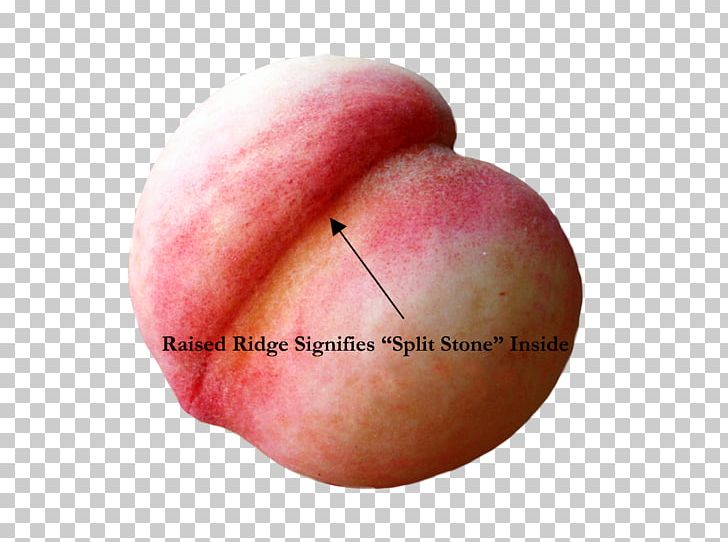 Peach Fruit Ripening Split Stones Produce PNG, Clipart, Apple, April 28, Clerk, Clerks, Cooler Free PNG Download