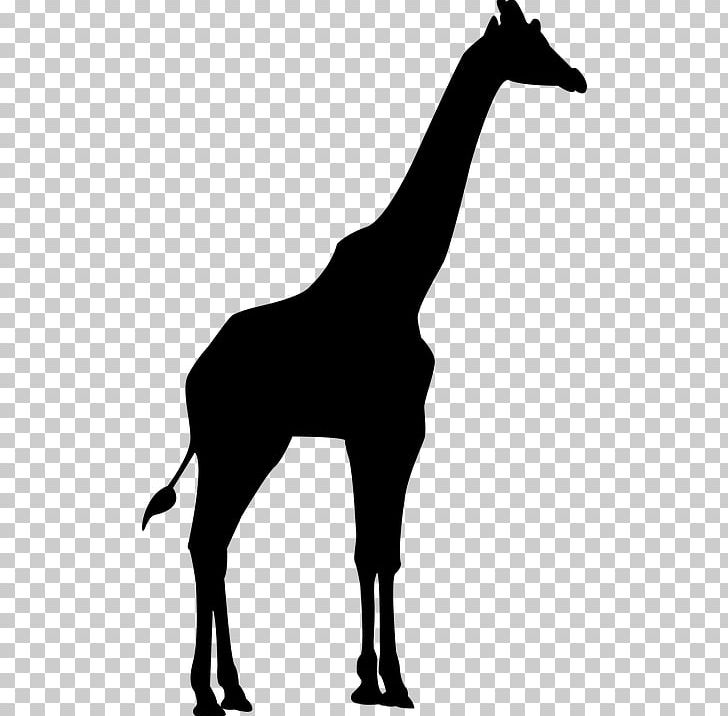 Silhouette Northern Giraffe PNG, Clipart, Animal, Animals, Black And White, Cat, Colt Free PNG Download