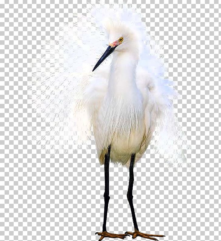 Egret White Stork PNG, Clipart, Beak, Big Bird, Bird, Cheyenne, Ciconiiformes Free PNG Download