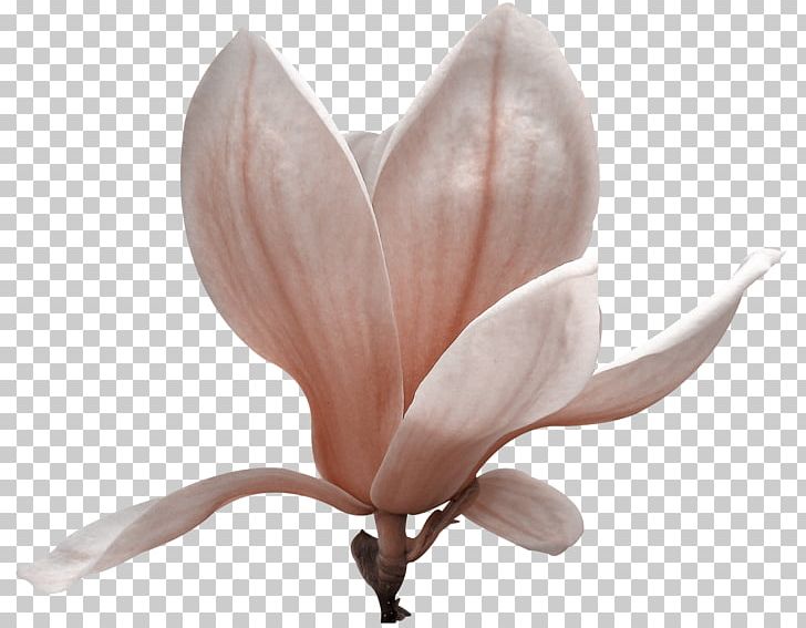 Magnoliaceae Flowering Plant Petal PNG, Clipart, Blossom, Family, Flower, Flowering Plant, Hydrangea Free PNG Download