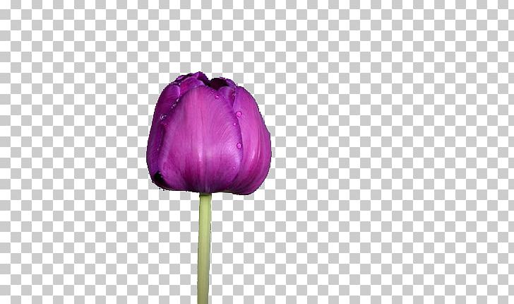 Tulip Purple Flower PNG, Clipart, Beautiful, Computer, Computer Wallpaper, Download, Drops Free PNG Download