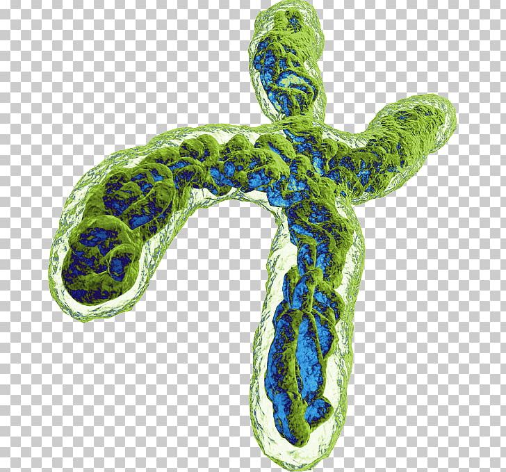 Gene Therapy Spinal Muscular Atrophy Duchenne Muscular Distrophy PNG, Clipart, Atrophy, Avexis, Clinical Trial, Disease, Duchenne Muscular Distrophy Free PNG Download