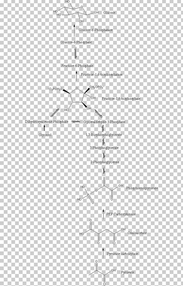 Gluconeogenesis Metabolic Pathway Glyceroneogenesis Glycolysis Metabolism PNG, Clipart, Adipose Tissue, Angle, Area, Black And White, Carbohydrate Free PNG Download