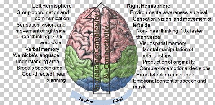 Lateralization Of Brain Function Cerebral Hemisphere Human Brain Neuron PNG, Clipart, About Your Brain, Brain, Brain Anatomy, Cerebellum, Cerebral Hemisphere Free PNG Download