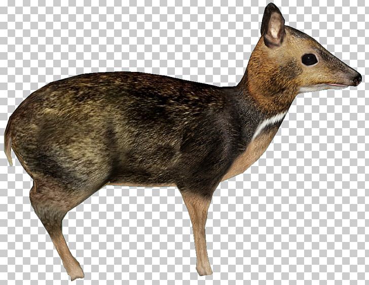 Musk Deer Philippines Antelope Philippine Mouse-deer PNG, Clipart, Animal, Animals, Antelope, Biggame Hunting, Chevrotain Free PNG Download