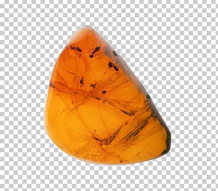 Amber Tomakomai Komazawa University Fossil Rock Rosin PNG, Clipart, Ammonites, Article, Butterfly, Euclidean Vector, Gemstone Free PNG Download