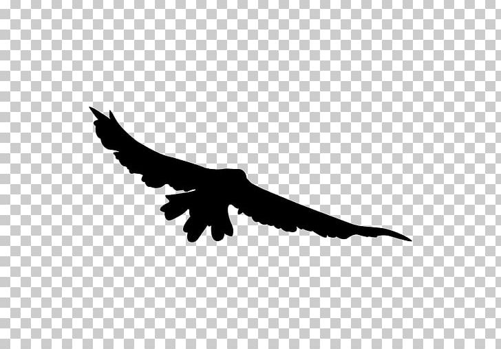 Bird Flight Bird Flight Bird Of Prey PNG, Clipart, Animals, Beak, Bird, Bird Flight, Bird Of Prey Free PNG Download