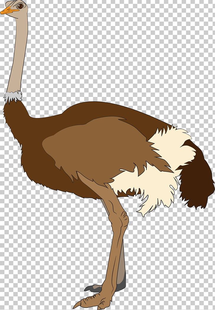 Common Ostrich PNG, Clipart, Animals, Animation, Beak, Bird, Blog Free PNG Download