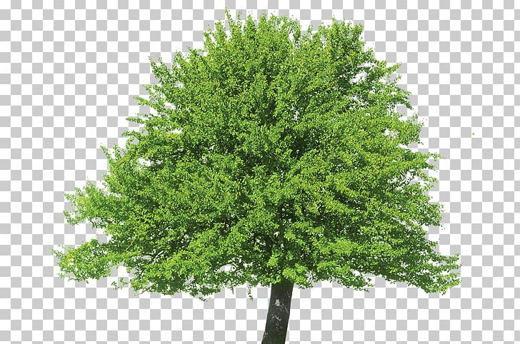Honey Locust Tree Evergreen Fir PNG, Clipart, Branch, Carob Tree, Conifer, Douglas Fir, Evergreen Free PNG Download
