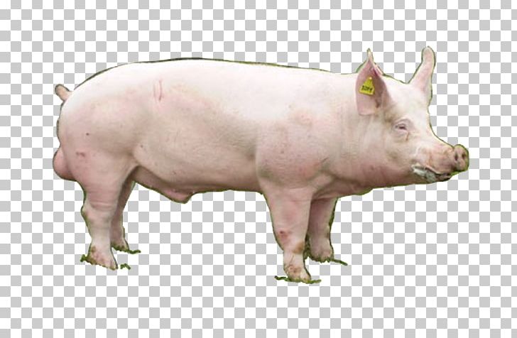 Pig's Ear České Bílé Ušlechtilé Prase Domestic Pig Farma Park PNG, Clipart,  Free PNG Download