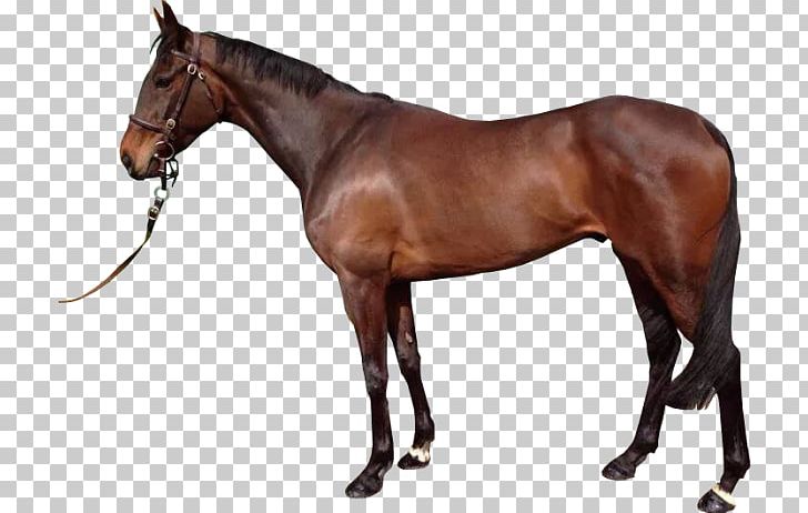 Spanish Mustang Stallion Thoroughbred Arabian Horse PNG, Clipart, Bridle, Colt, Desktop Wallpaper, Halter, Horse Free PNG Download