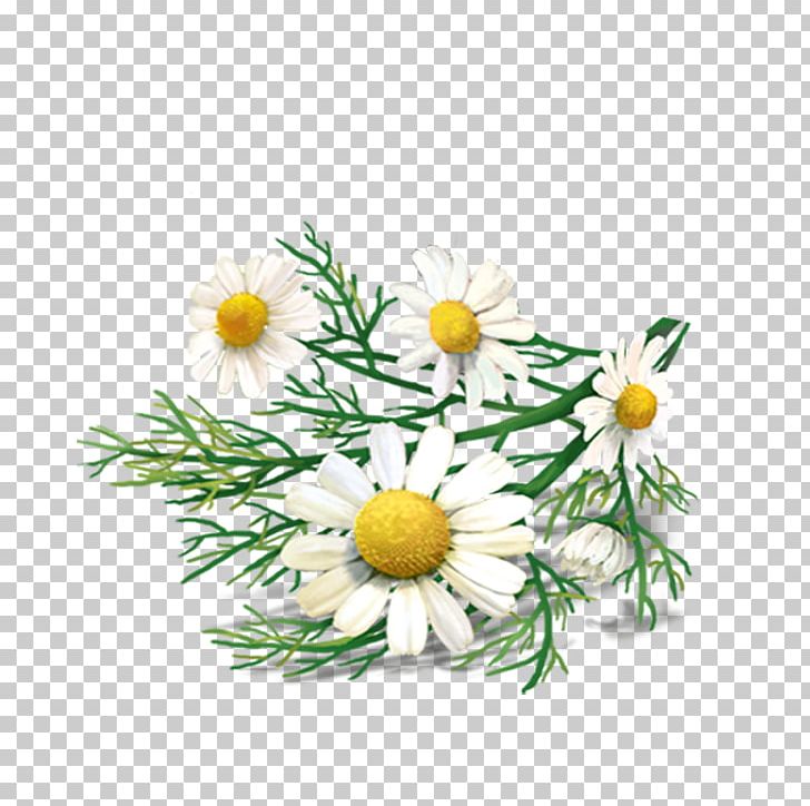 White Tea German Chamomile Roman Chamomile PNG, Clipart, Chamaemelum Nobile, Chamomile, Chrysanths, Cut Flowers, Daisy Free PNG Download