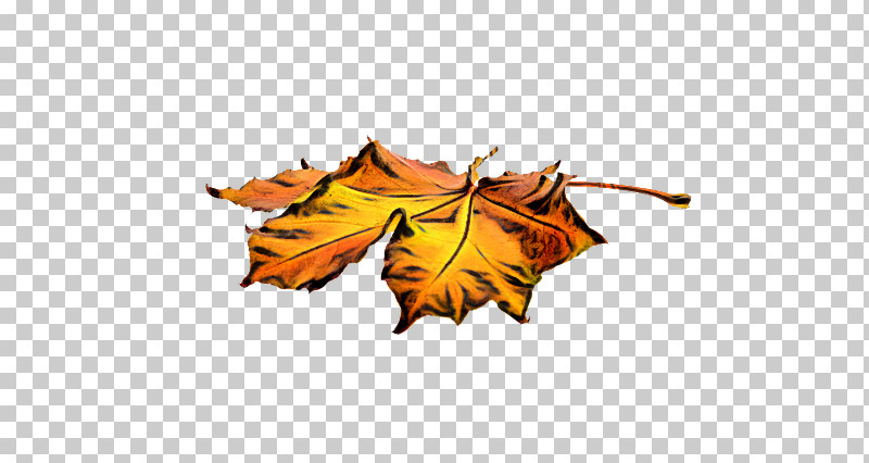 Orange PNG, Clipart, Biology, Leaf, Maple Leaf M, Orange, Plant Free PNG Download