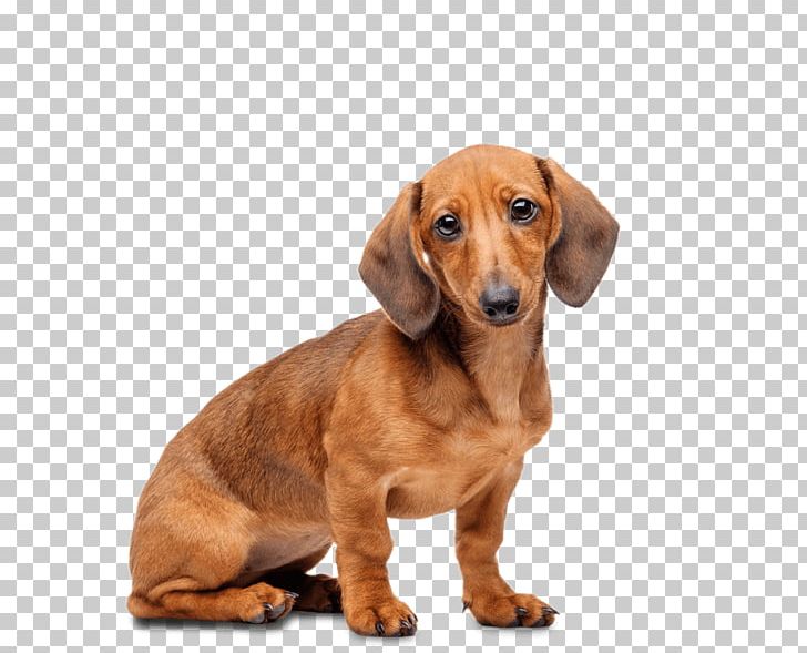 Dachshund Cavalier King Charles Spaniel Staffordshire Bull Terrier Puppy Stock Photography PNG, Clipart, Animals, Badger, Carnivoran, Cavalier King Charles Spaniel, Chihuahua Free PNG Download