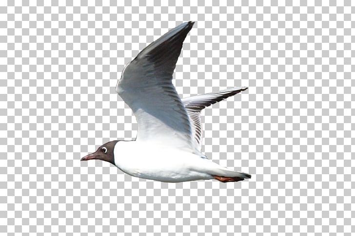 Bird European Herring Gull PNG, Clipart, Animals, Beak, Bird, Charadriiformes, Chart Free PNG Download
