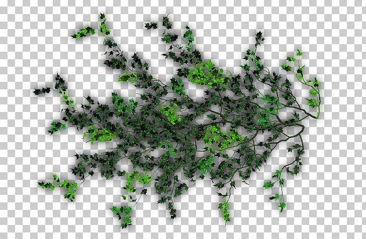Leaf Vine Liana Tree Evergreen PNG, Clipart, Download, Evergreen, Grass, Green Vines, Leaf Free PNG Download