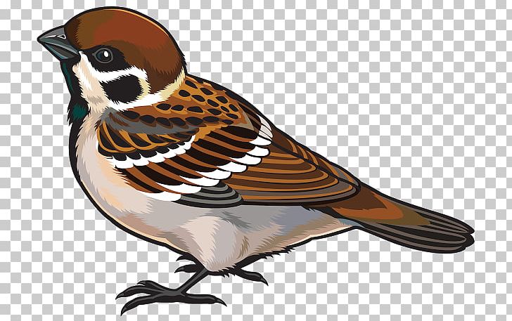 Sparrow Bird Drawing PNG, Clipart, Animals, Beak, Bird, Download, Drawing Free PNG Download