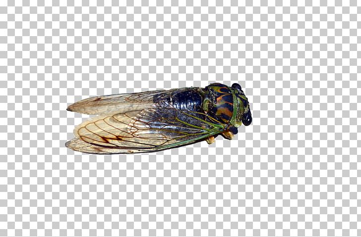 Insect Cicadoidea True Bugs Pest Locust PNG, Clipart, Animals, Arthropod, Bed Bug, Brown Marmorated Stink Bug, Cicada Free PNG Download