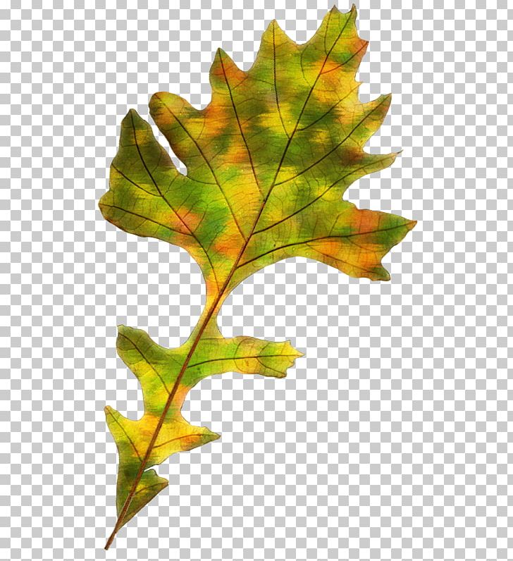 Maple Leaf Autumn Leaf Color PNG, Clipart, Autumn, Autumn Leaf Color, Branch, Encapsulated Postscript, Green Leaf Free PNG Download