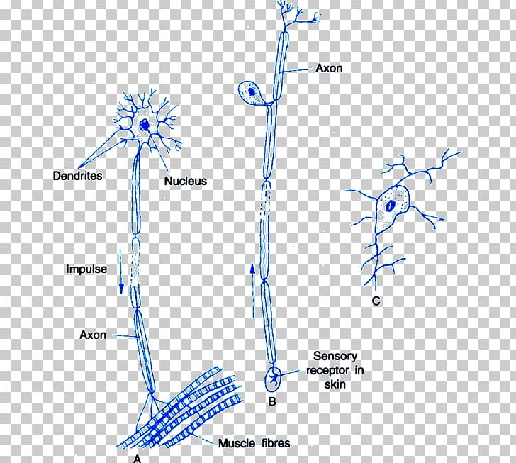 Nervous System Multipolar Neuron Sensory Neuron Nerve PNG, Clipart, Anatomy, Angle, Area, Branch, Cell Free PNG Download