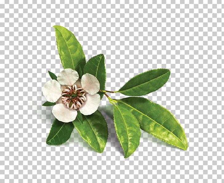 Organic Food Tea Tree Oil Essential Oil Copaiba PNG, Clipart, Branch, Copaiba, Essential Oil, Flower, Hair Care Free PNG Download
