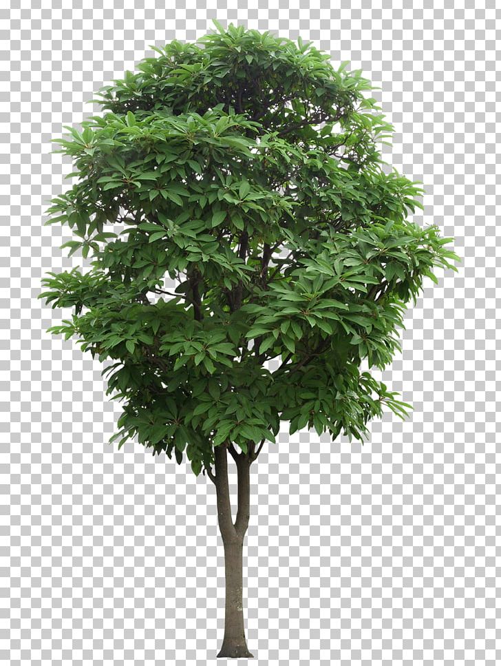 Tree Branch PNG, Clipart, Branch, Download, Encapsulated Postscript, Flowerpot, Greenwood Free PNG Download