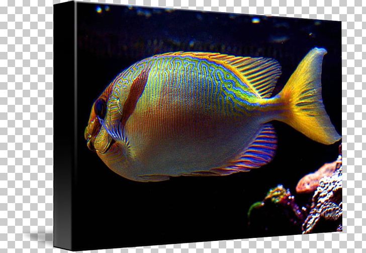 Aquarium Marine Biology Coral Reef Fish Marine Angelfishes PNG, Clipart, Amaze, Aquarium, Biology, Coral, Coral Reef Free PNG Download