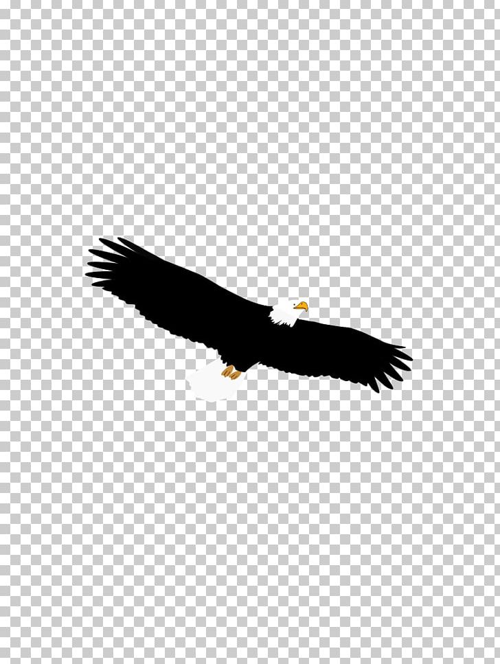 Bald Eagle Bird Of Prey Accipitriformes PNG, Clipart, Accipitriformes, Animals, Bald Eagle, Beak, Bird Free PNG Download