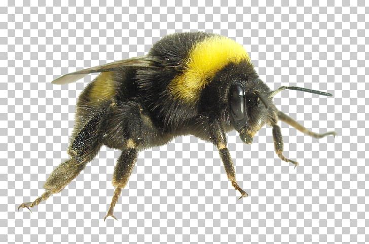 Bumblebee Economics Insect Carpenter Bee Honey Bee PNG, Clipart, Arthropod, Bee, Bee Sting, Bombus Pensylvanicus, Bombus Polaris Free PNG Download