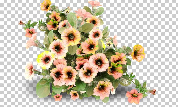 Flower Frames PNG, Clipart, Annual Plant, Cicekler, Flower, Flower Garden, Flowering Plant Free PNG Download
