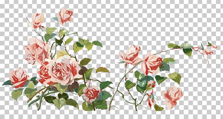 Garden Roses PNG, Clipart, Artificial Flower, Avatar, Blossom, Branch, Cut Flowers Free PNG Download