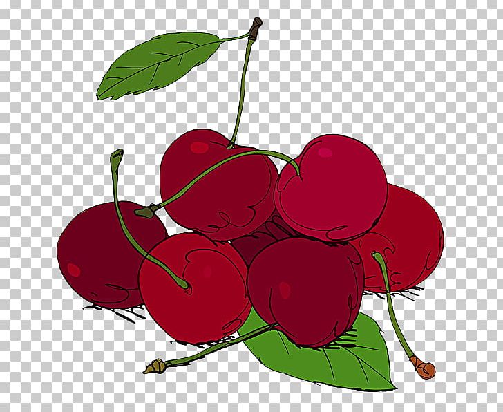 Cherry Fruit Illustration PNG, Clipart, Apple, Branch, Cherries, Cherry, Cherry Blossoms Free PNG Download