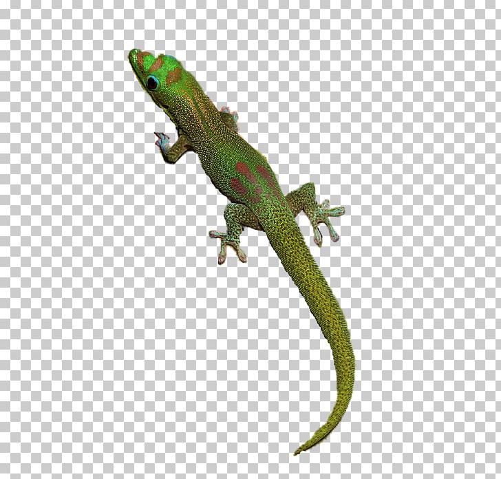 Gecko Lizard PNG, Clipart, Agama, Agamidae, Amphibian, Common Leopard Gecko, Desktop Wallpaper Free PNG Download