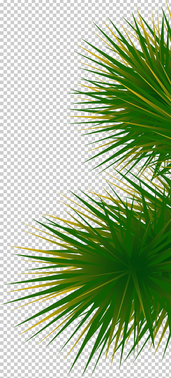 Green And Simple Grass PNG, Clipart, Arecaceae, Arecales, Asian Palmyra Palm, Borassus Flabellifer, Botany Free PNG Download