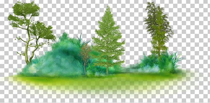Tree Glade PNG, Clipart, Biome, Branch, Christmas Tree, Clip Art, Collage Free PNG Download