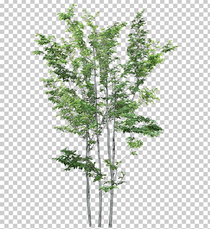 Amazon.com Flower Preservation Rose Birch PNG, Clipart, Amazoncom, Birch, Branch, Evergreen, Flower Free PNG Download