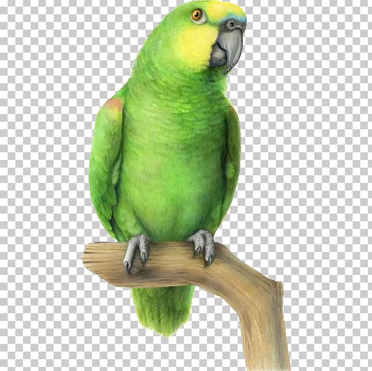 Budgerigar Lovebird Parrot Parakeet PNG, Clipart, Animals, Art, Beak, Bird, Budgerigar Free PNG Download
