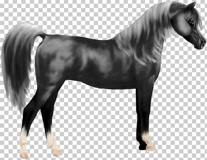 Mane Mustang Stallion Pony Halter PNG, Clipart, Arabian Horse, Black And White, Halter, Horse, Horse Like Mammal Free PNG Download
