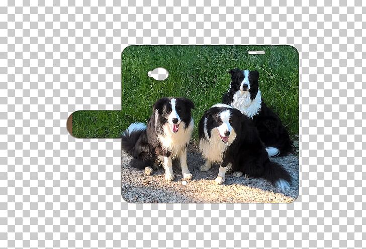 Border Collie Australian Shepherd Bernese Mountain Dog Dog Breed Rough Collie PNG, Clipart, Australian Shepherd, Bernese Mountain Dog, Border Collie, Breed, Breed Group Dog Free PNG Download