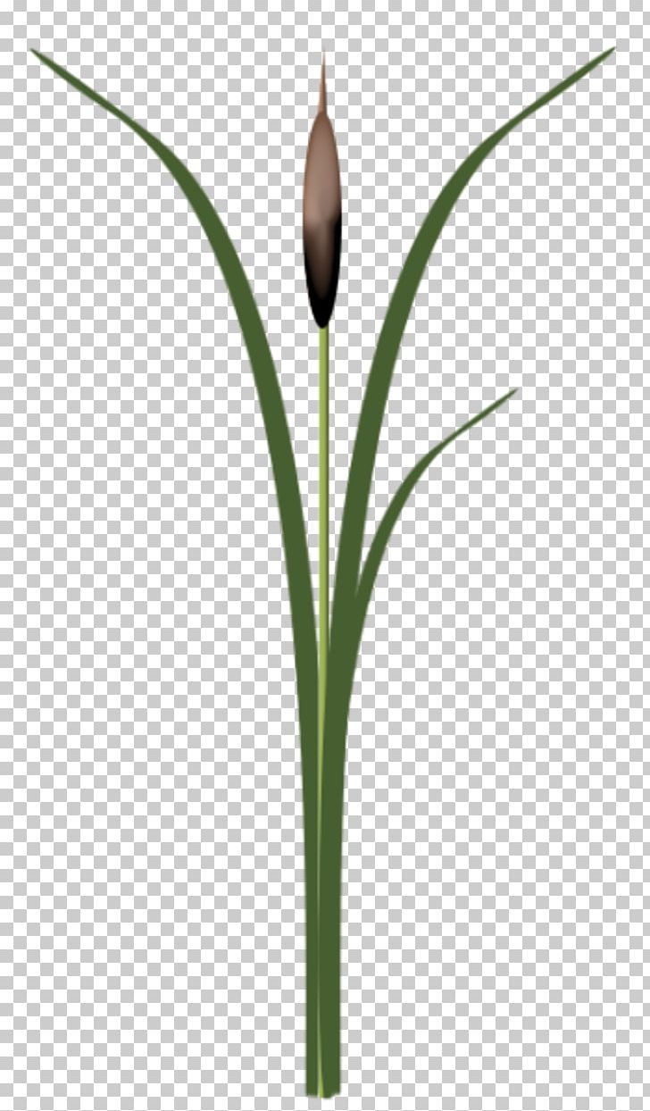 Grasses Flower Plant Stem Family PNG, Clipart, Cicekler, Family, Flower, Flowering Plant, Grafik Free PNG Download