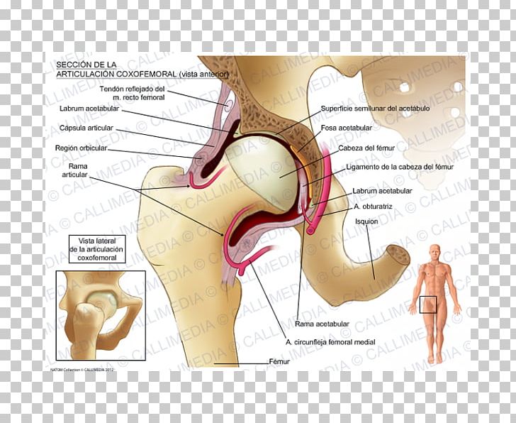 Muscles Of The Hip Joint Pelvis Anatomy PNG, Clipart, Anatomy, Angle, Bone, Capsule Of Hip Joint, Diagram Free PNG Download