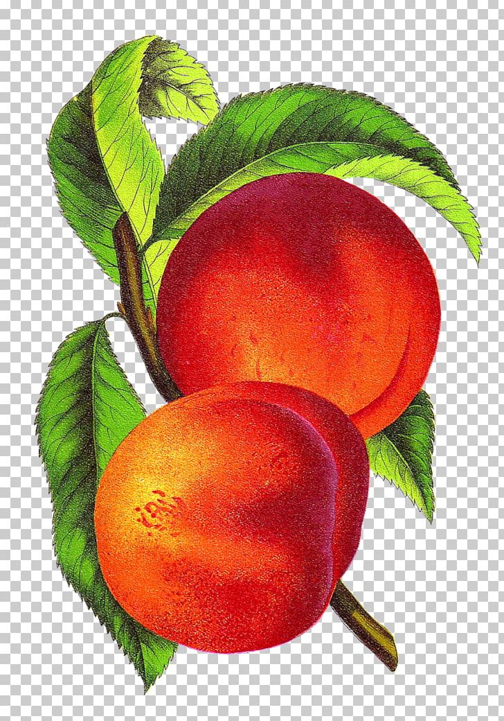 Nectarine Drawing PNG, Clipart, Art, Beet, Drawing, Food, Fruit Free PNG Download