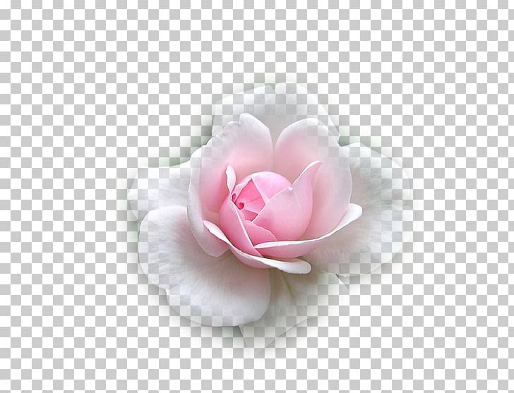 Garden Roses Flower Cabbage Rose Love Sadness PNG, Clipart, Camellia, Cicek, Cicek Resimleri, Courage, Cut Flowers Free PNG Download