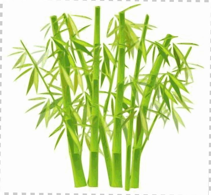Lucky Bamboo Plant PNG, Clipart, Areca Palm, Asian Bamboo, Background, Bamboe, Bamboo Free PNG Download