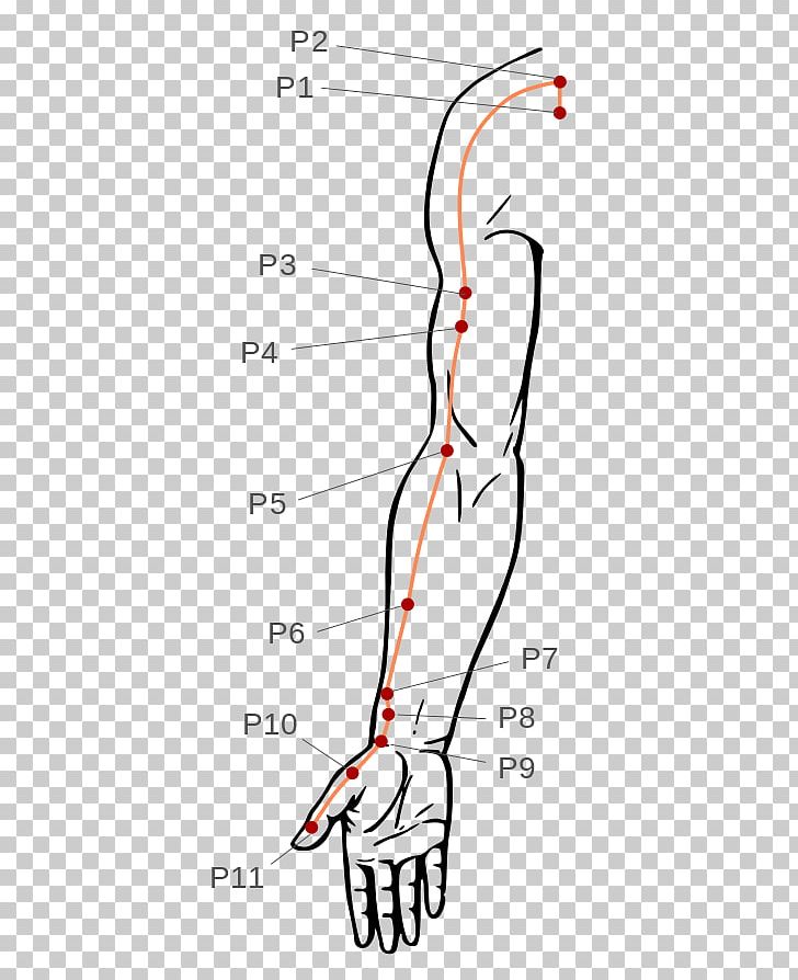 Thumb Pressure Point Acupressure Acupuncture Meridian PNG, Clipart, Abdomen, Akupunktiopiste, Angle, Area, Arm Free PNG Download