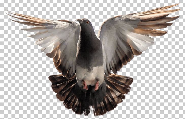 Domestic Pigeon Pigeons And Doves Transparency Portable Network Graphics PNG, Clipart, Animals, Beak, Bird, Bird Of Prey, Buzzard Free PNG Download