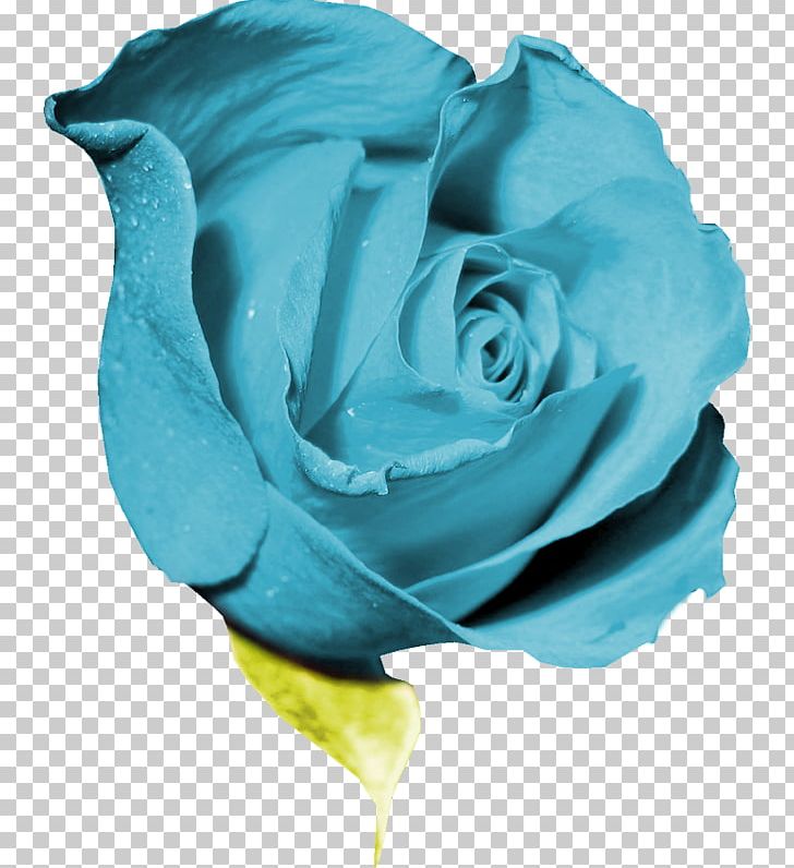 Garden Roses Blue Rose Flower Petal PNG, Clipart, Aqua, Azure, Blue, Centifolia Roses, Color Free PNG Download