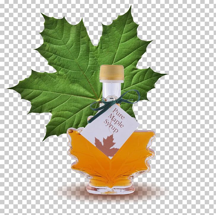 Maple Syrup Lemonade Sugar Substitute PNG, Clipart, Diet, Food Drinks, Glass Bottle, Glucose Syrup, Leaf Free PNG Download