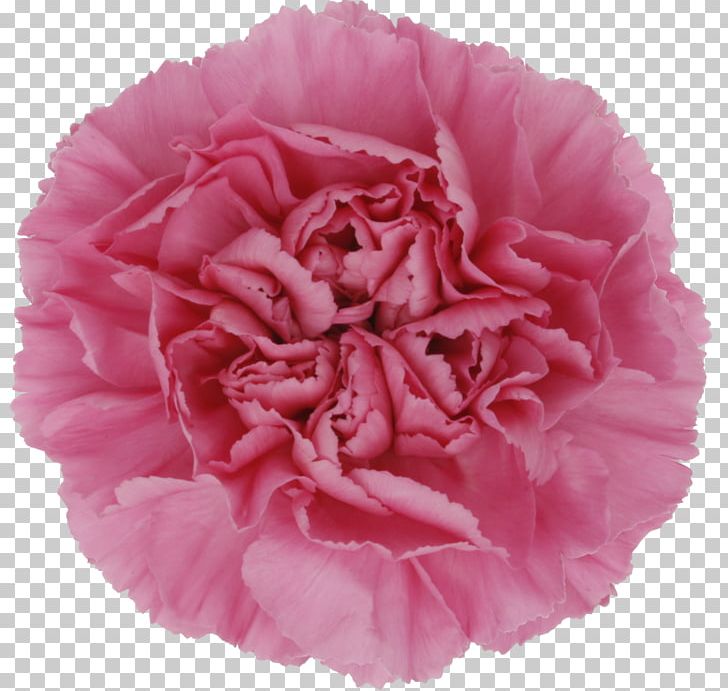 Cut Flowers Garden Roses Centifolia Roses Pink PNG, Clipart, Carnation, Centifolia Roses, Cut Flowers, David Ch Austin, Flower Free PNG Download